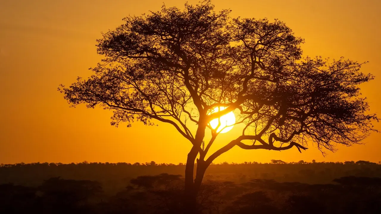 An acacia tree at sunset on the Serengeti in Tanzania
