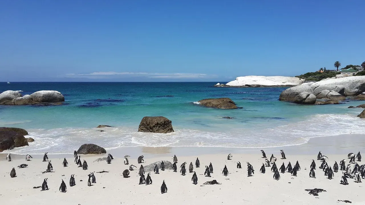 African penguins on the sand at Boulders Beach in Simon's Town, Cape Town