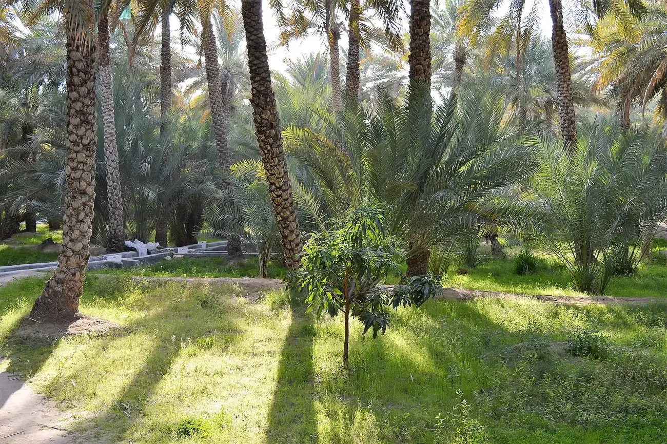 Date palms and irrigation channels inside Al Ain Oasis