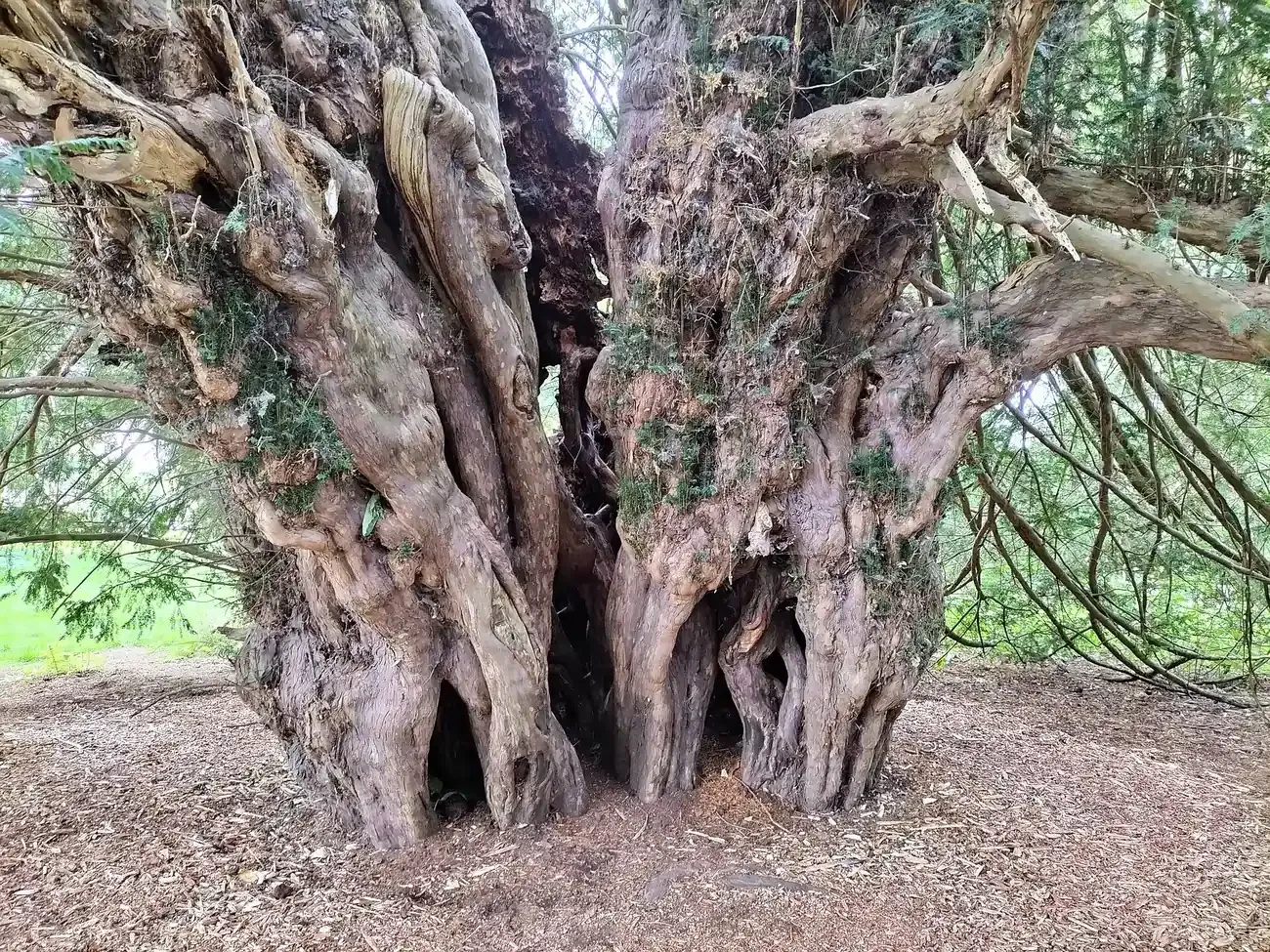 The hollow trunk of the Ankerwycke Yew in the meadows near Windsor