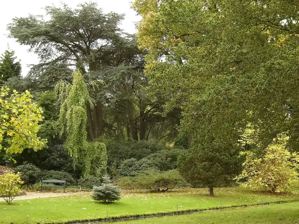 Mature trees and open lawn in the Arboretum Trompenburg in Rotterdam