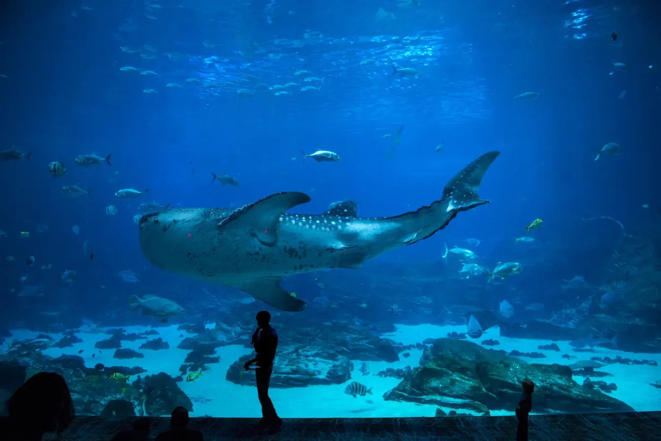 Visitors watching fish through the giant tank at the Georgia Aquarium in Atlanta