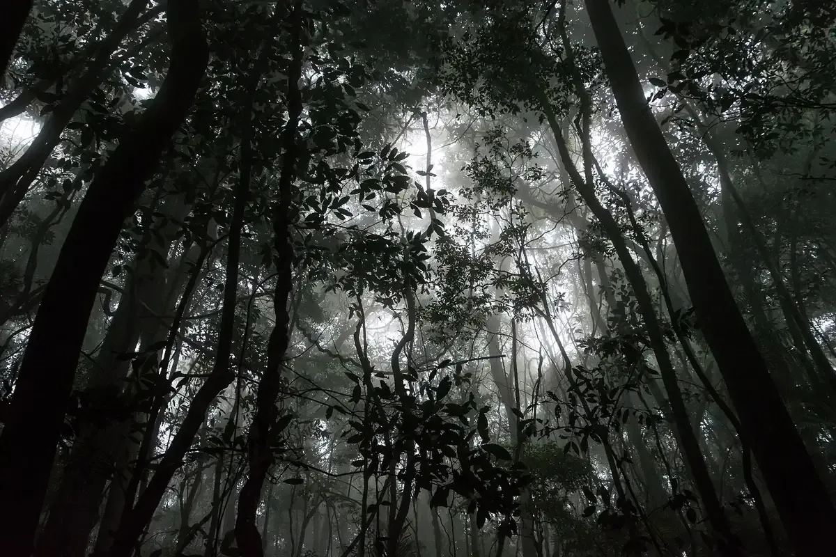 Misty Atlantic Forest on a trail in Tijuca National Park, Rio de Janeiro