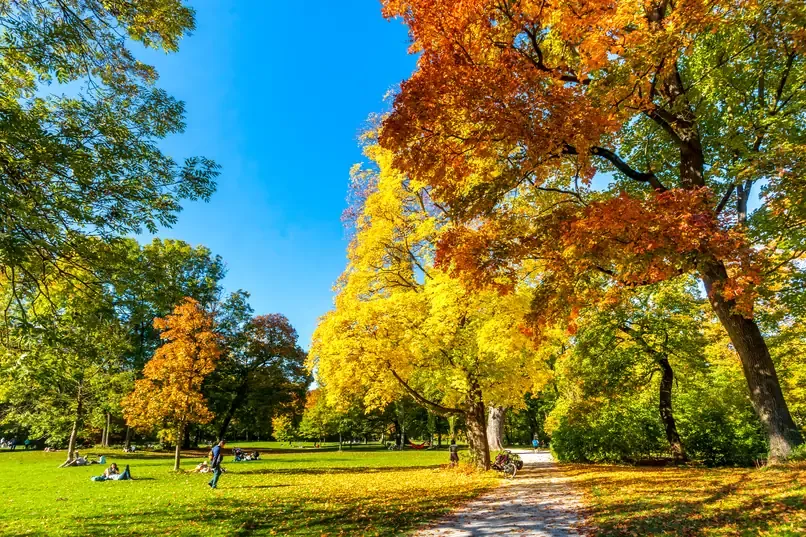 Trees in yellow and orange autumn leaf beside a lawn and path in the Englischer Garten in Munich