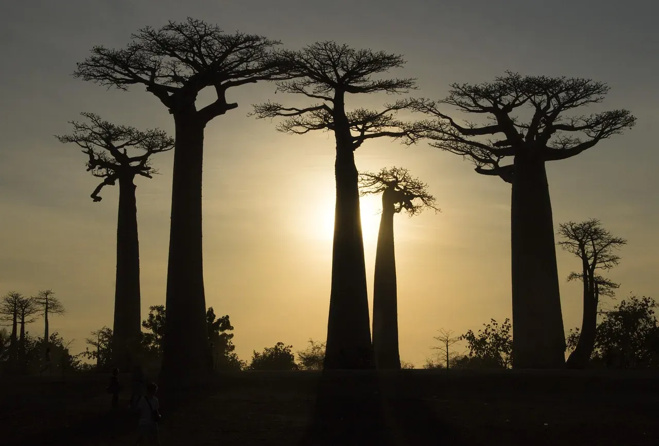 The Avenue of the Baobabs at twilight near Morondava, Madagascar