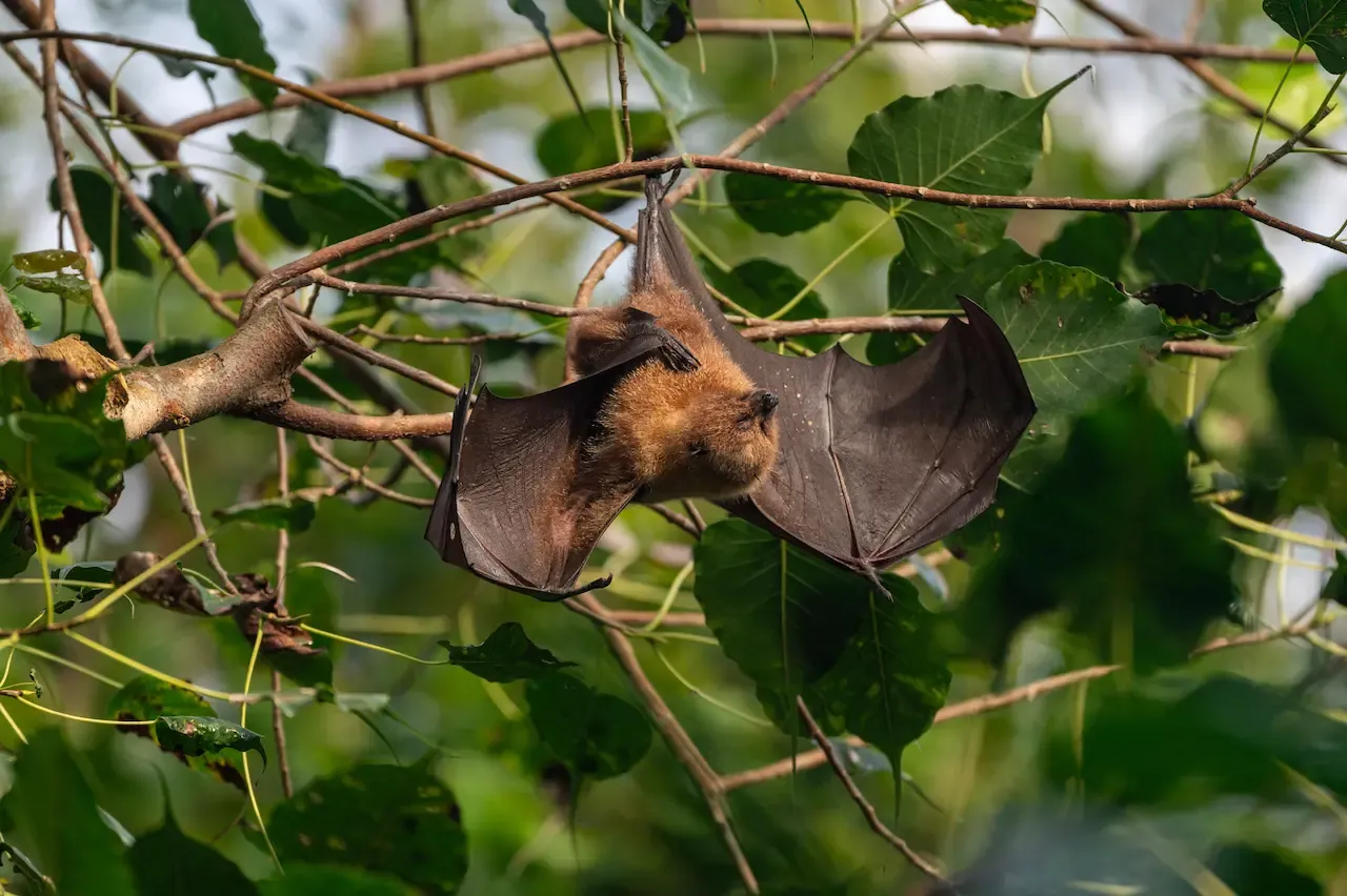 Bat hanging from a tree