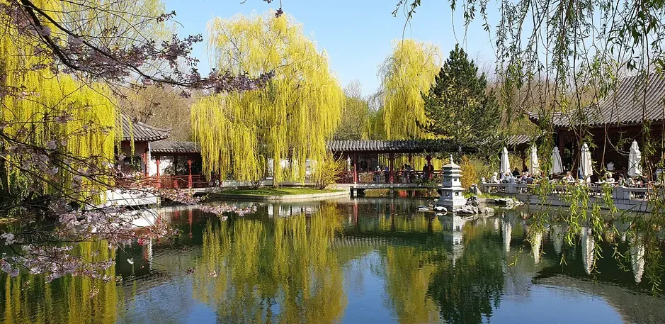 Weeping willows and cherry blossoms reflected in the pond of the Chinese Garden at Gardens of the World in Berlin