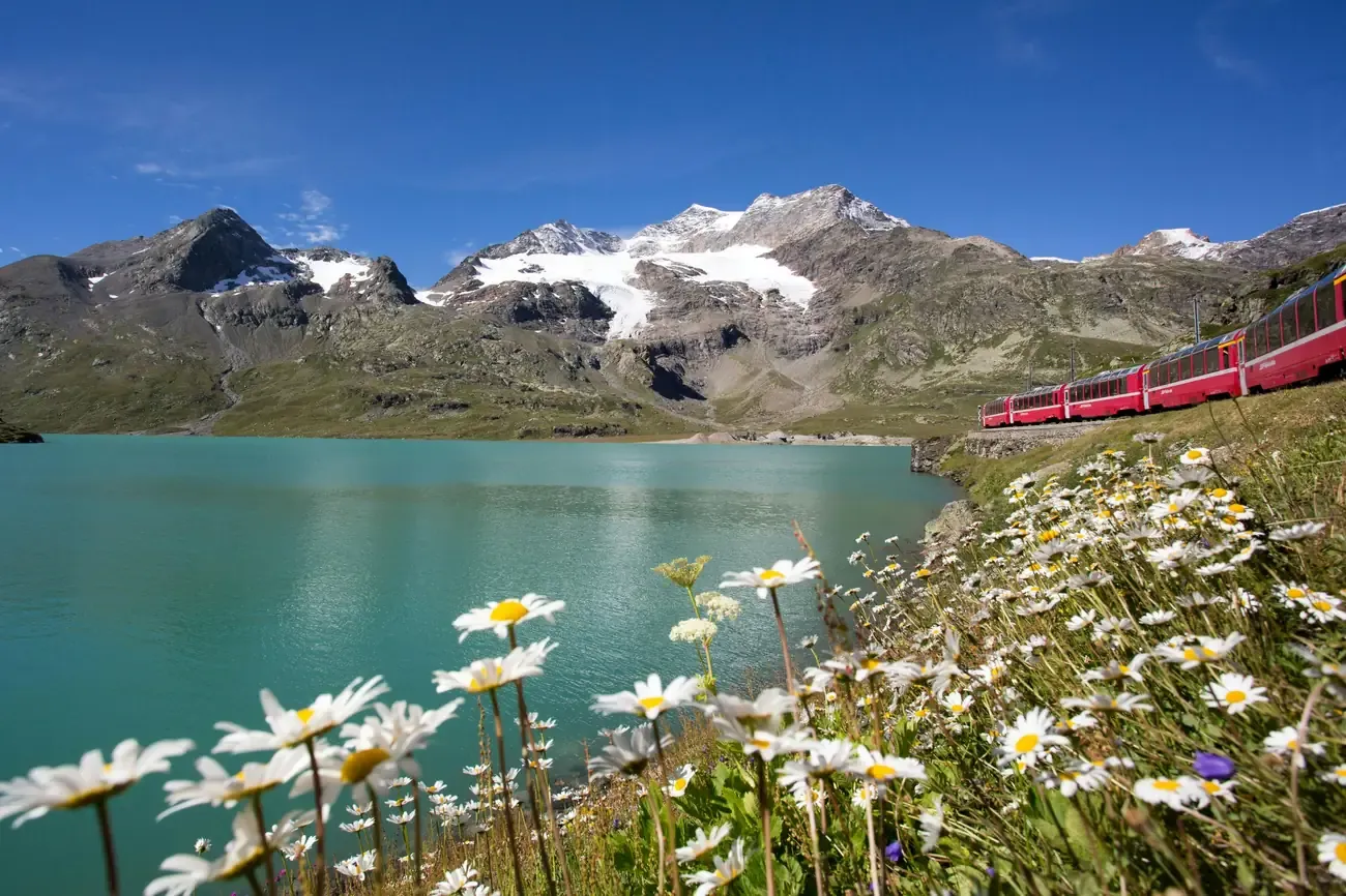 White daisies on the shore of an Alpine lake with the red Bernina Express and snowy peaks behind