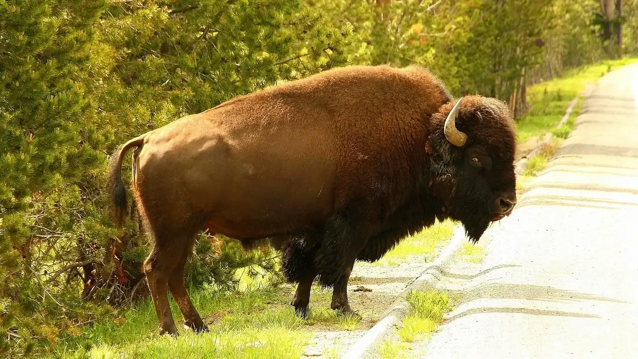 A bison standing beside a road in Yellowstone National Park, Wyoming