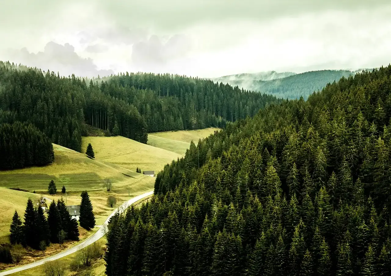 Spruce ridges and cleared meadows in the Black Forest in Baden-Wuerttemberg