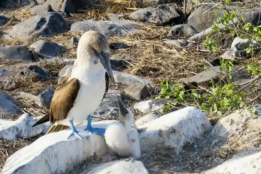 A blue-footed booby standing on the rocks in the Galápagos Islands