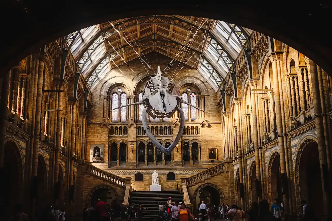 Blue whale skeleton at the Natural History Museum in London