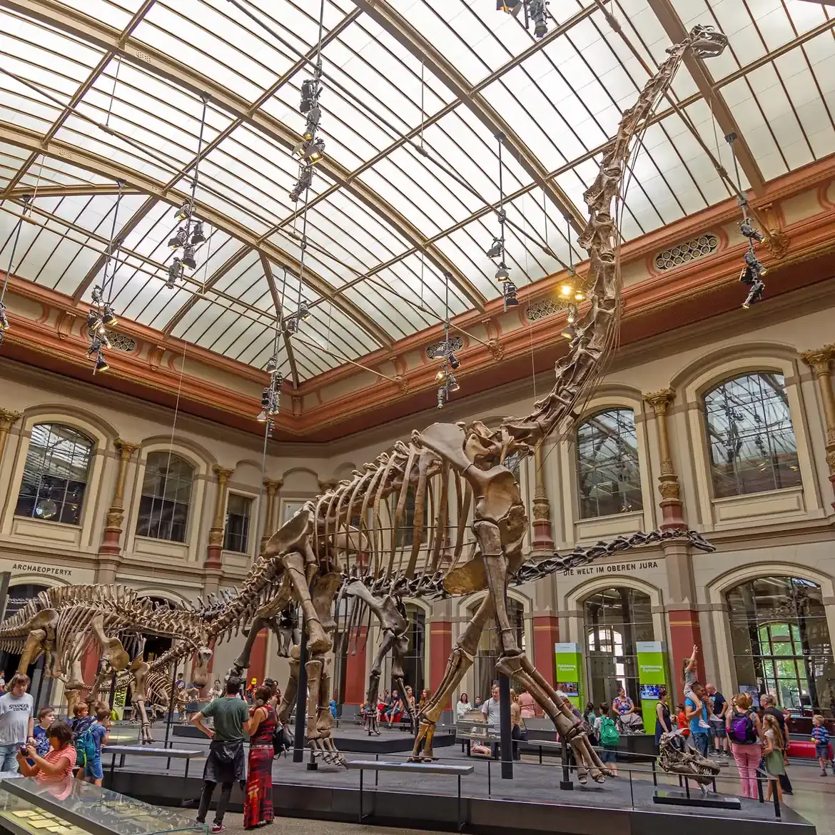 The mounted Brachiosaurus skeleton in the dinosaur hall of the Museum für Naturkunde in Berlin