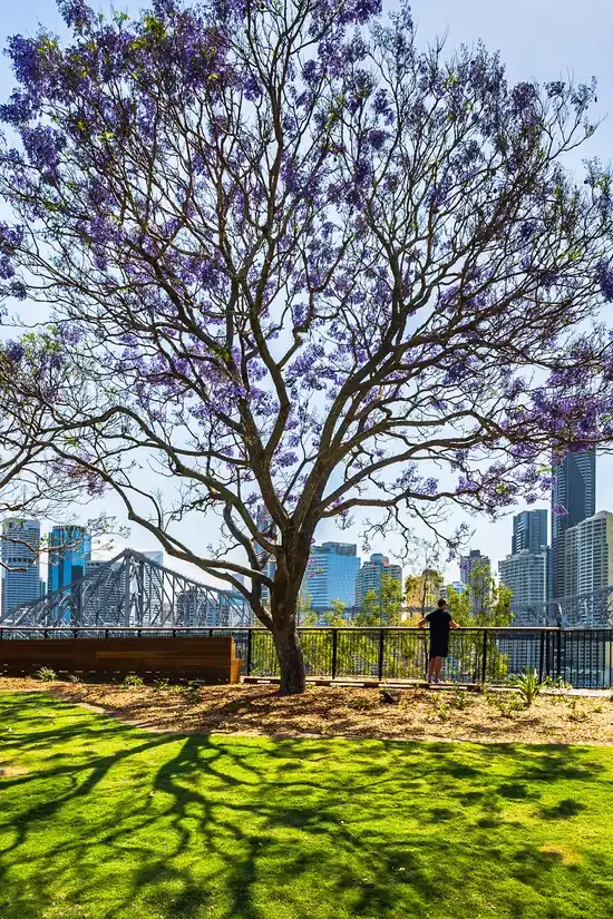 A blooming jacaranda tree with the Brisbane skyline in the background