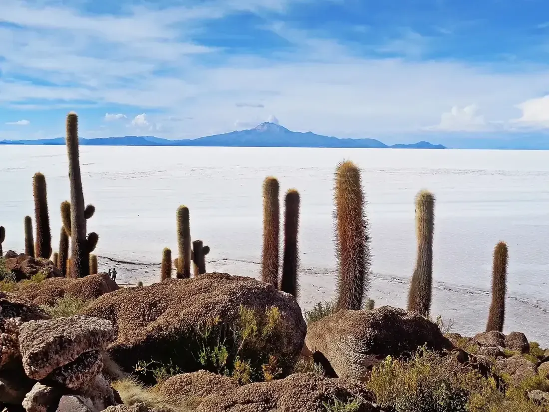 Giant cacti on Incahuasi Island with the white salt flat of Uyuni behind