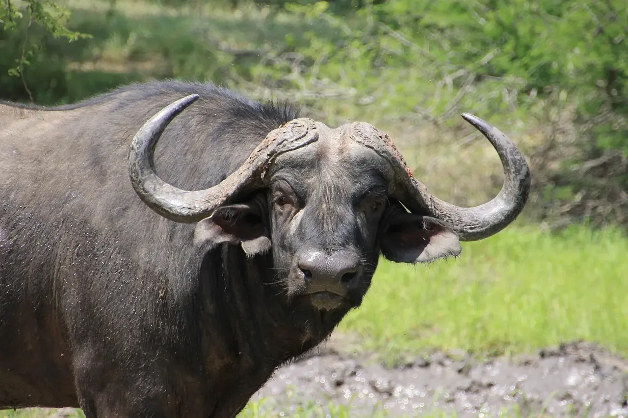 A Cape buffalo in Kruger National Park