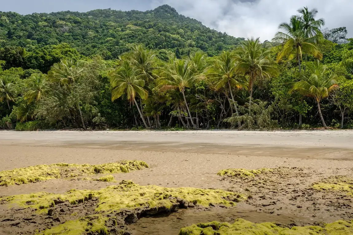 Rainforest meeting the beach at Cape Tribulation in the Daintree, Queensland