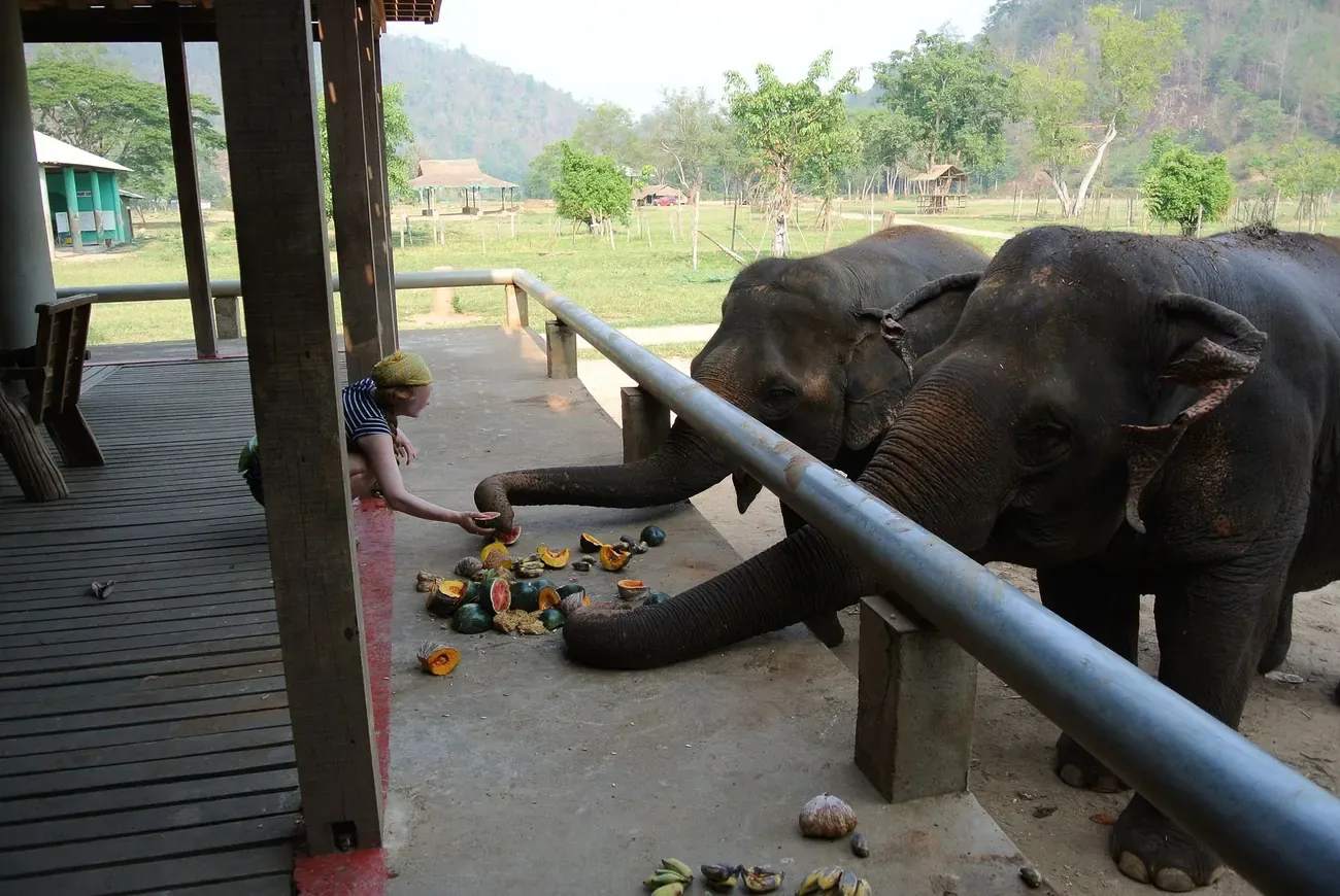 Elephants being fed from a platform at Elephant Nature Park, Chiang Mai