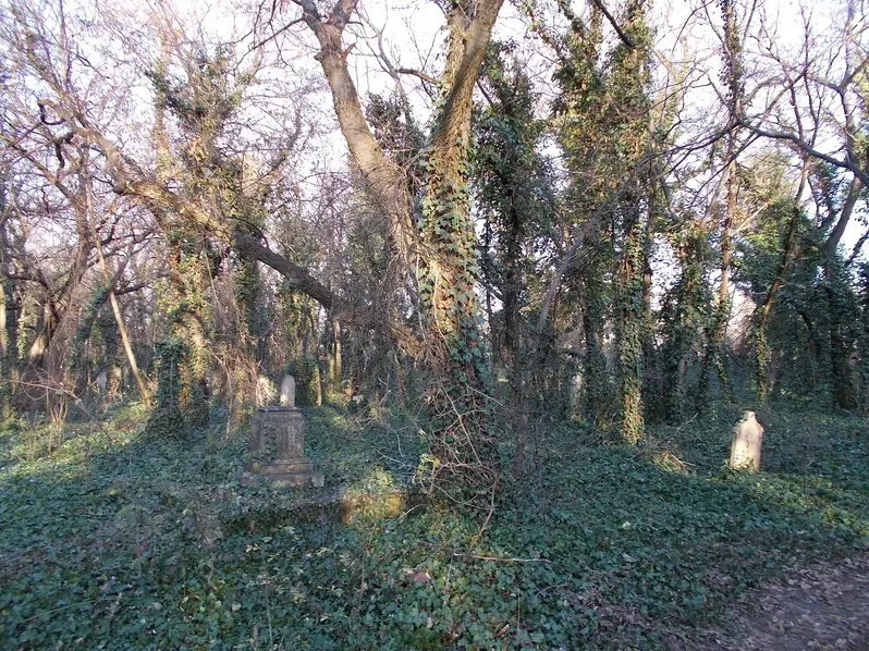 Ivy-covered old headstones among tall trees in the Cinkota Old Cemetery in Budapest
