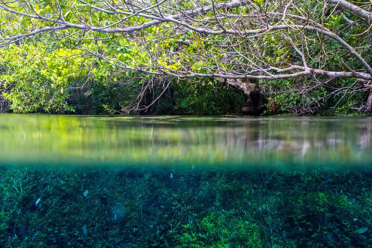 The clear green water of the Rio da Prata near Bonito in Mato Grosso do Sul