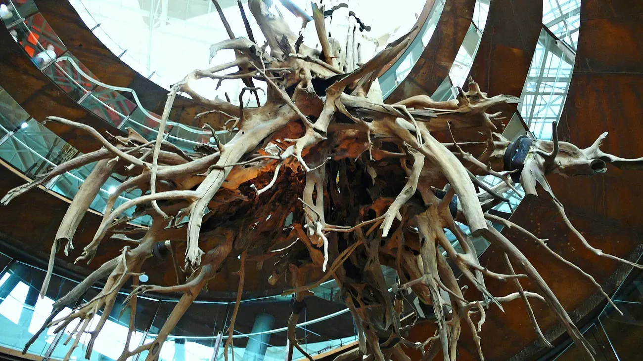 Roots of the tree suspended in the CosmoCaixa Barcelona ramp well