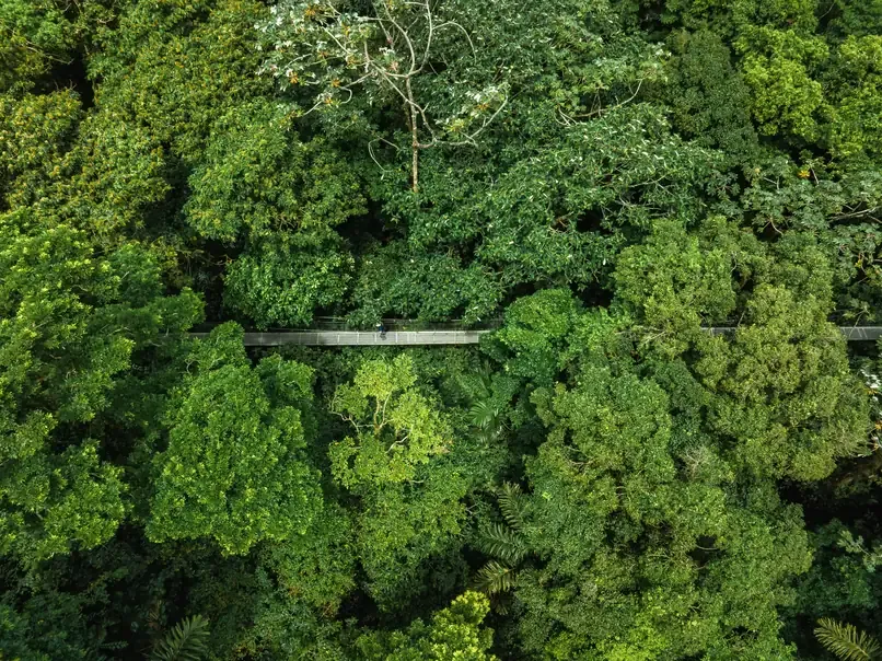 Hanging bridge in Monteverde Cloud Forest, Costa Rica