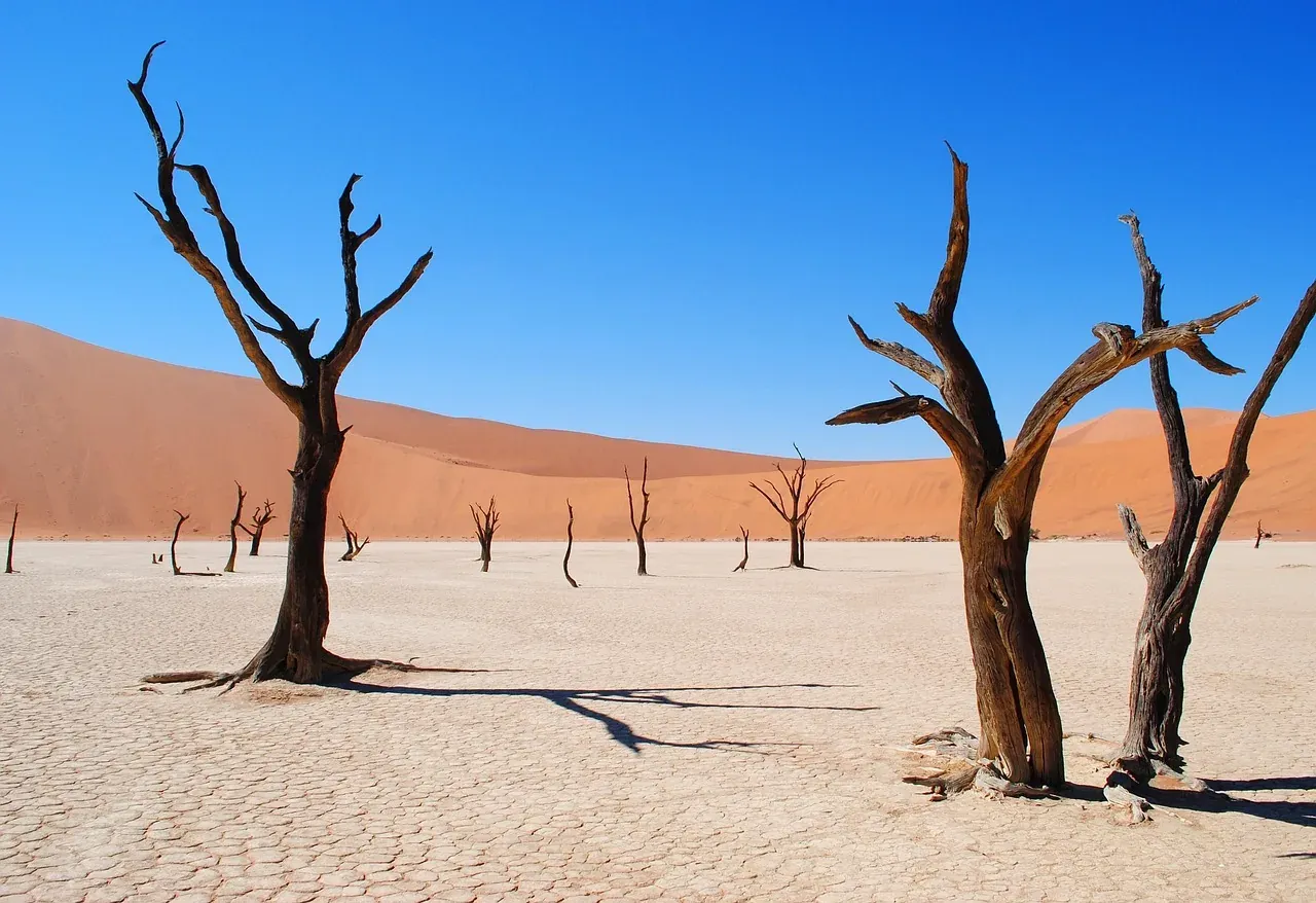 Dead camel thorn trees on the white clay pan of Deadvlei at Sossusvlei, Namibia