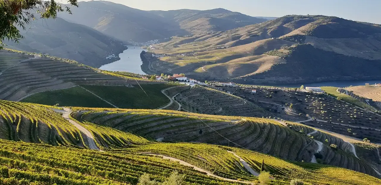 Terraced vineyards above the river in the Douro valley