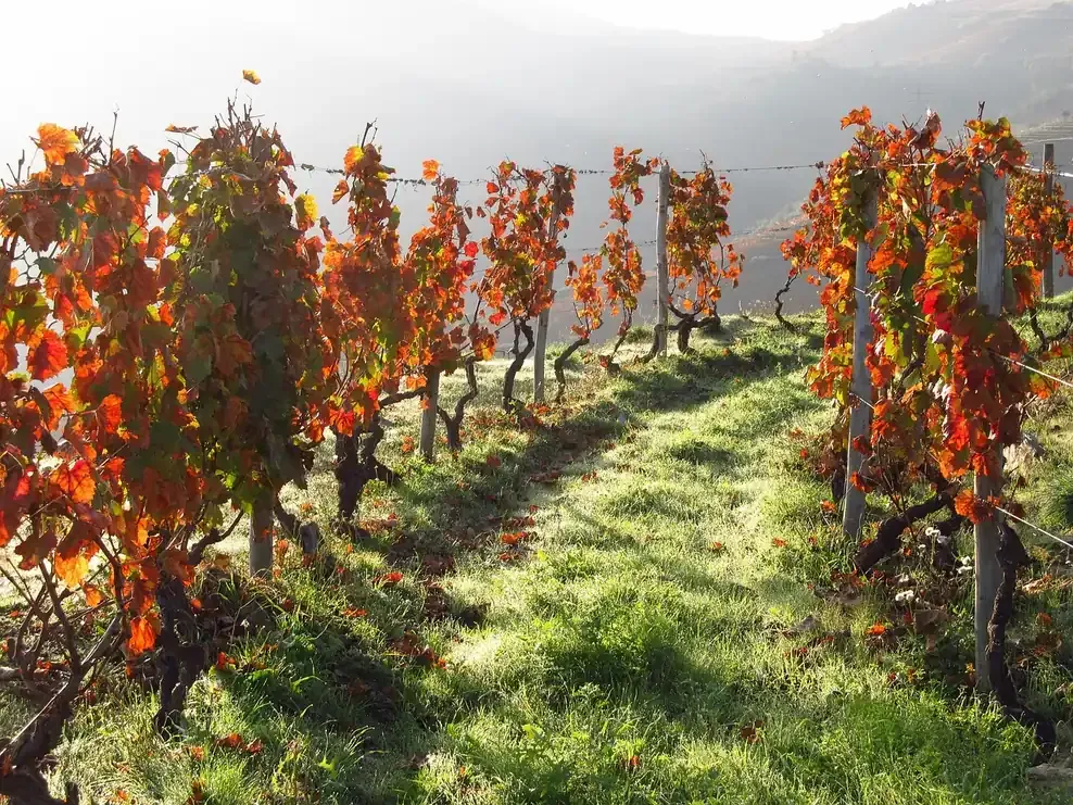 Rows of vines turning red in autumn in the Douro valley
