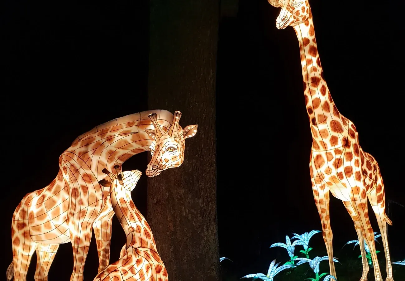 Lantern giraffes glowing at night at Edinburgh Zoo's Giant Lanterns