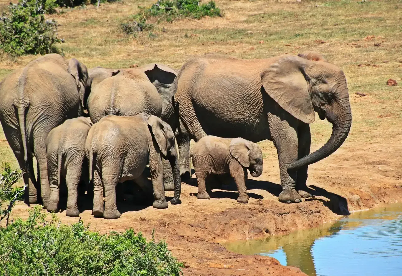 An elephant herd at a waterhole in Kruger National Park