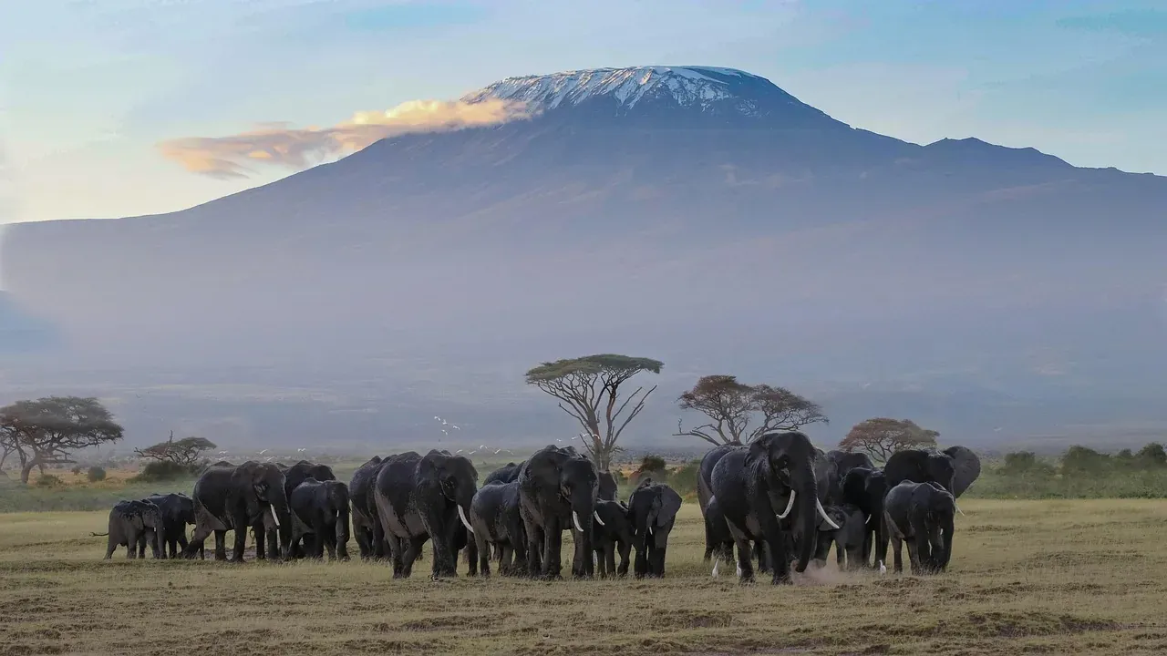 An elephant herd below Kilimanjaro in Amboseli National Park, Kenya