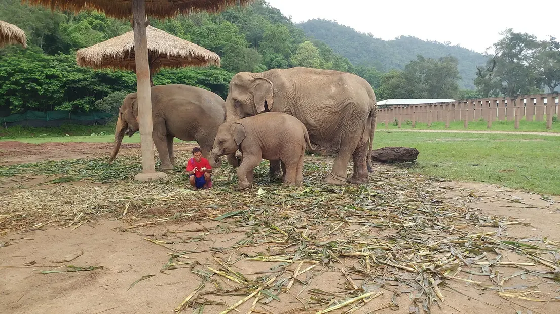 A mahout with rescued elephants and a calf at Elephant Nature Park, Chiang Mai