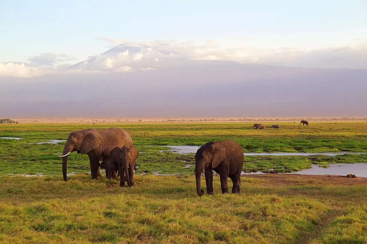 Elephants grazing below Kilimanjaro in Amboseli National Park