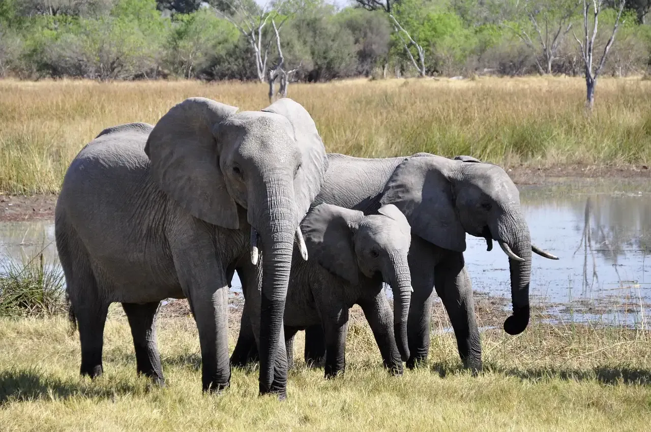 Elephants wading through the Okavango Delta, Botswana