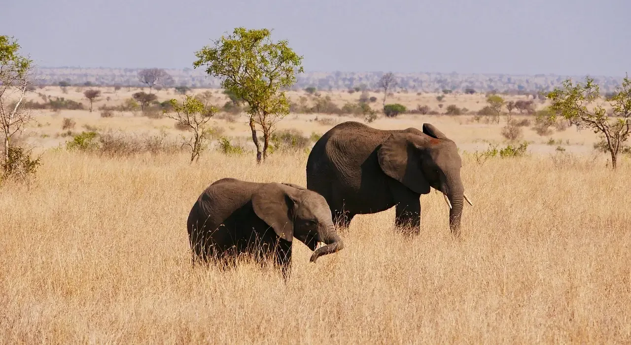 Elephants walking through dry savanna in Kruger National Park