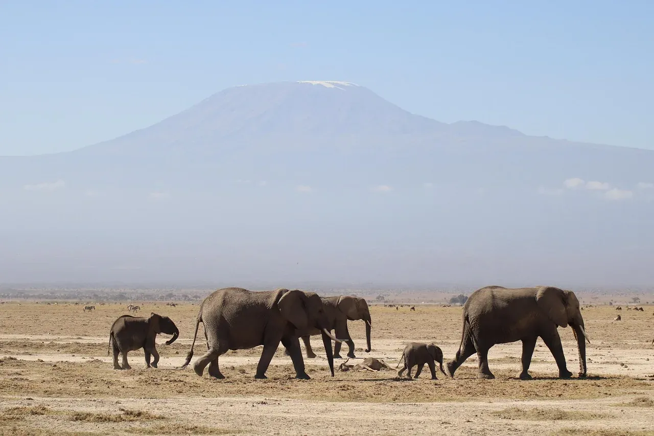 Elephants walking across the plain below Kilimanjaro in Amboseli, Kenya