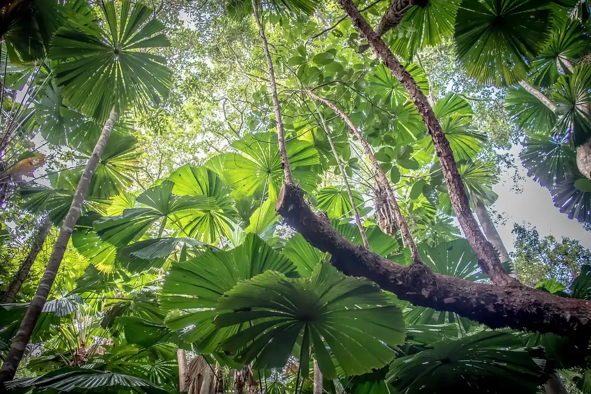 Fan palms filling the canopy of the Daintree Rainforest in far north Queensland