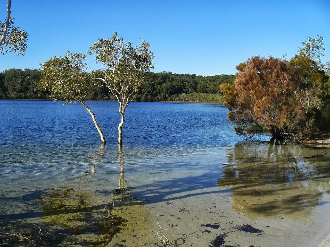 Clear water and pale sand at a freshwater dune lake on K'gari, Queensland
