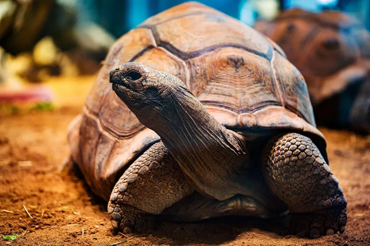 A Galápagos giant tortoise with its head raised