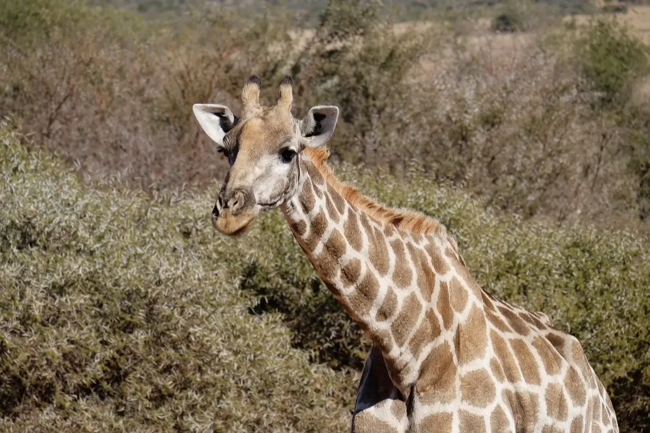 A giraffe in the bush of Kruger National Park