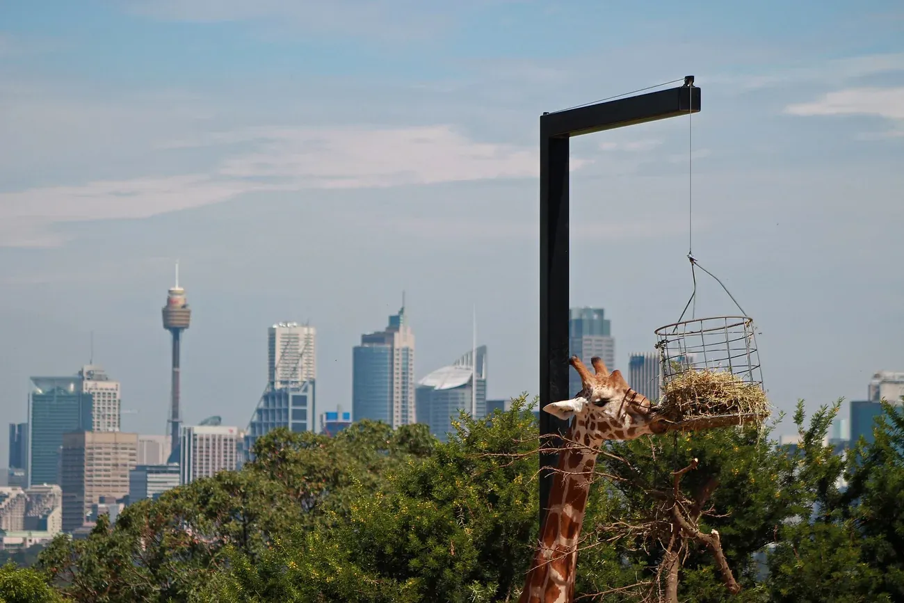 A giraffe in its enclosure above Sydney Harbour and the city skyline at Taronga Zoo