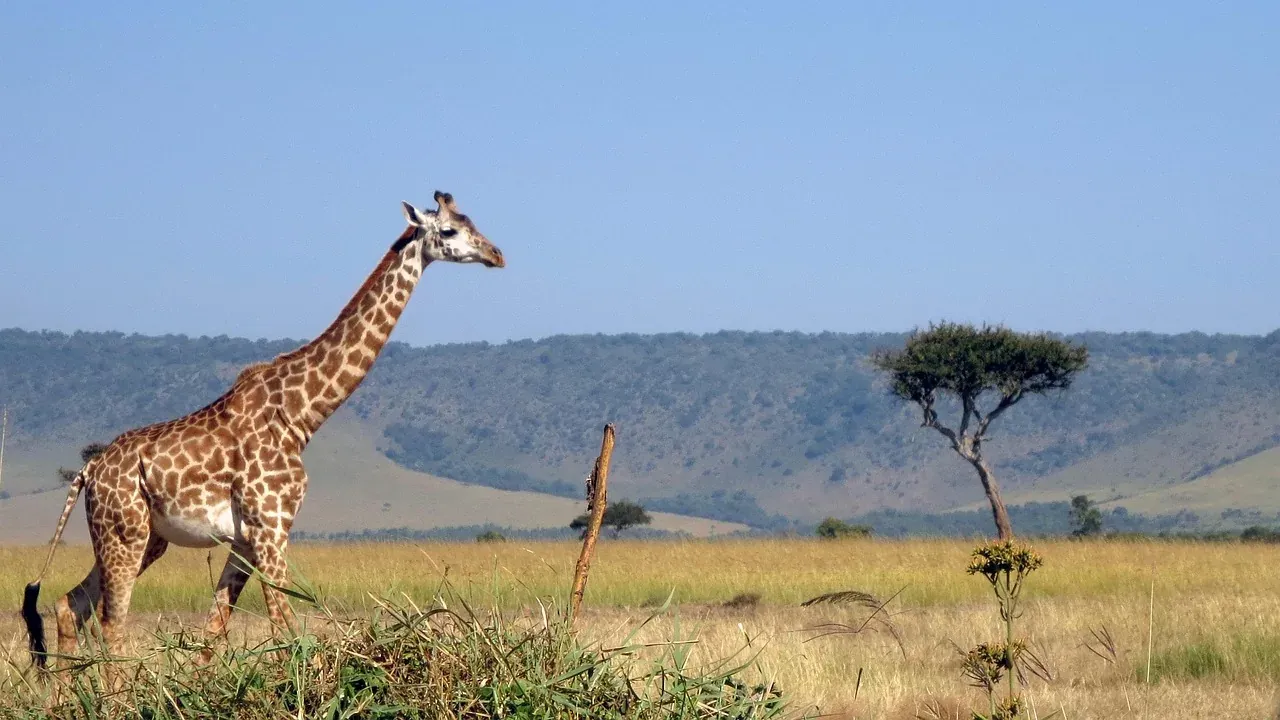 Giraffes on the plains of the Maasai Mara in Kenya