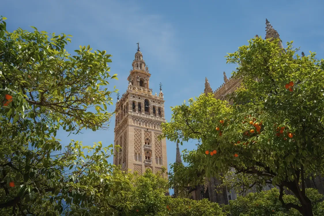 The Giralda tower seen through orange trees, Seville