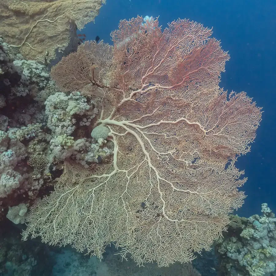 A gorgonian sea fan on a reef in Ras Mohammed National Park, South Sinai