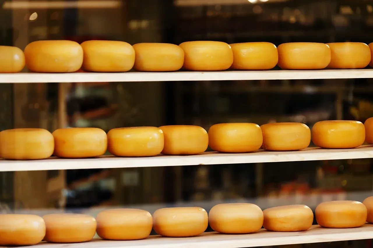Rows of yellow Gouda cheese wheels stacked on wooden shelves in a Dutch cheese shop