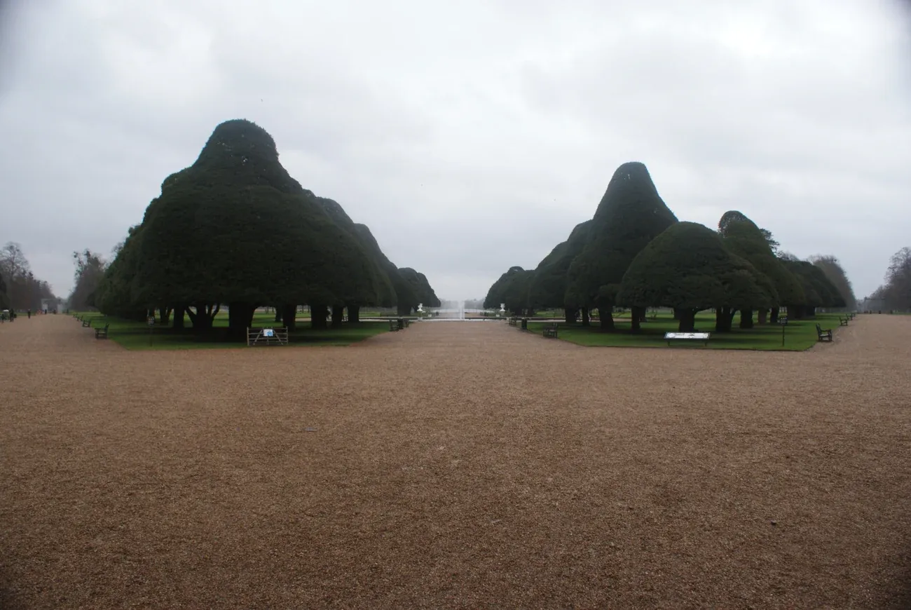 Yew trees in the Great Fountain Garden at Hampton Court Palace in winter