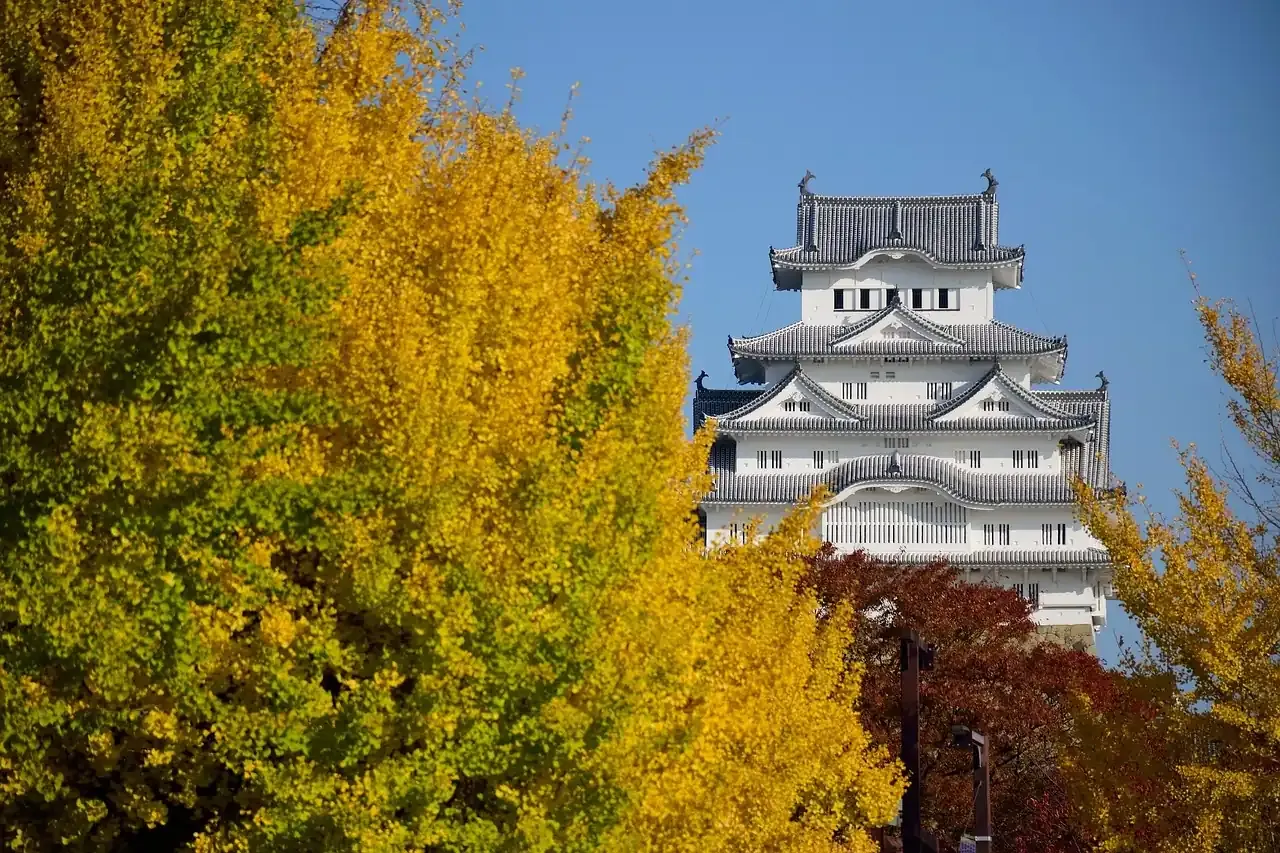 Himeji Castle beside yellow ginkgo trees in autumn in Hyogo prefecture