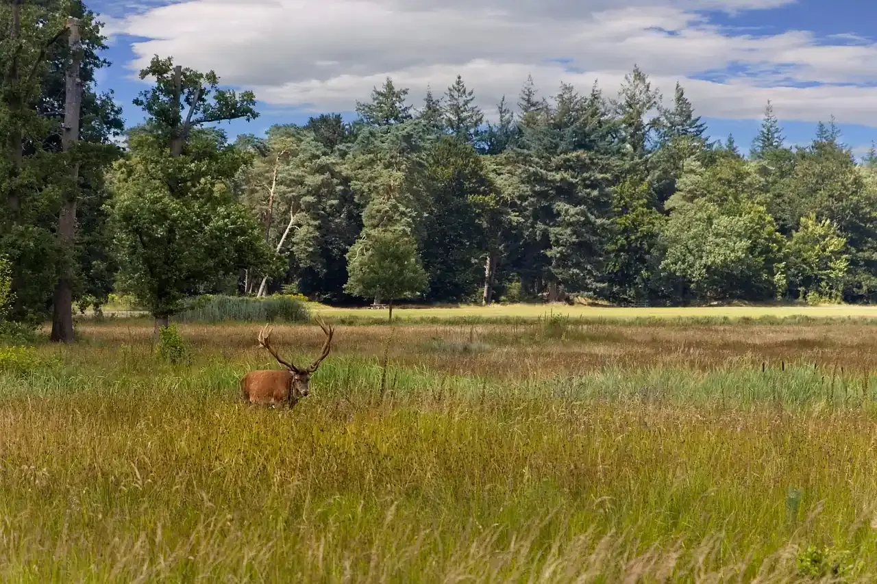 A red deer stag standing in open grassland at the edge of the woods in De Hoge Veluwe National Park