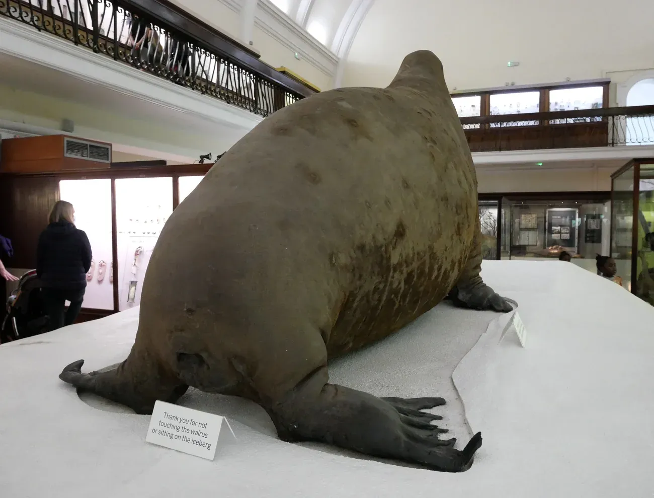 The stuffed walrus on its iceberg plinth in the natural history gallery of the Horniman Museum in London